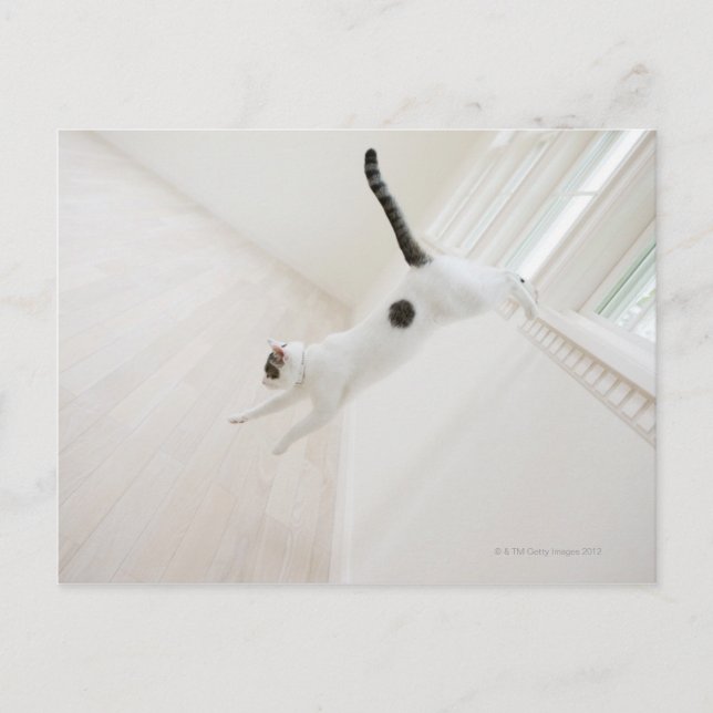 Carte Postale Saut de chat (Devant)