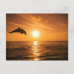 Carte Postale Saut de dauphin à vertige