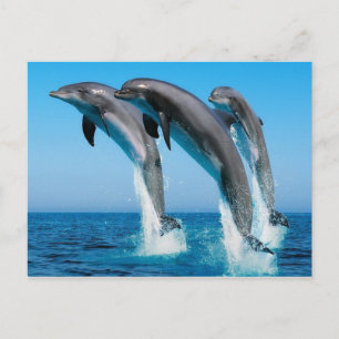 Carte Postale Saut de dophins