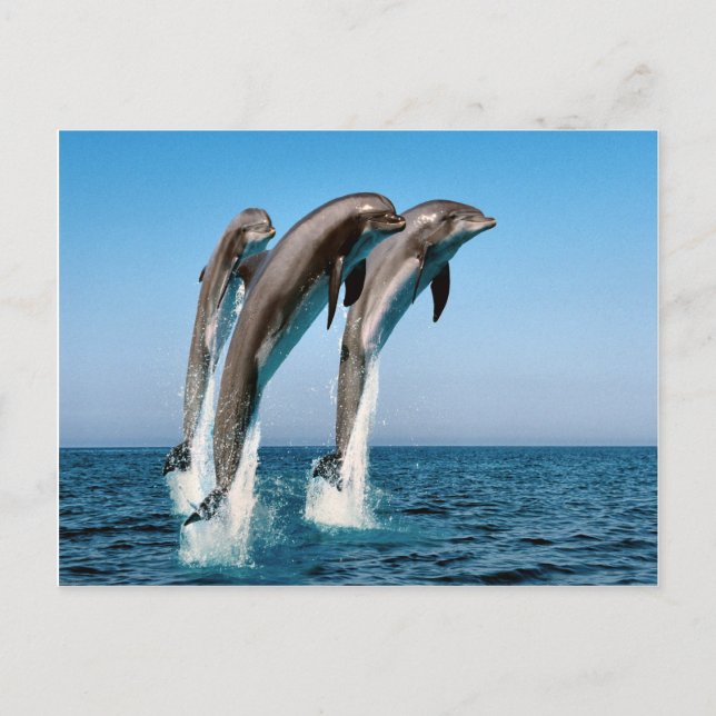 Carte Postale Sauter les dauphins (Devant)