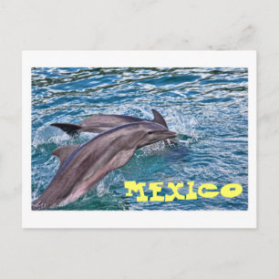Carte Postale Sauter les dauphins Mexique