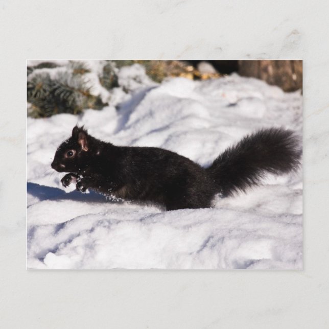 Carte Postale Sauter, sauter et sauter (Devant)