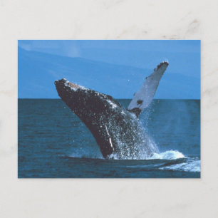 Carte Postale Sauts de baleines à bosse