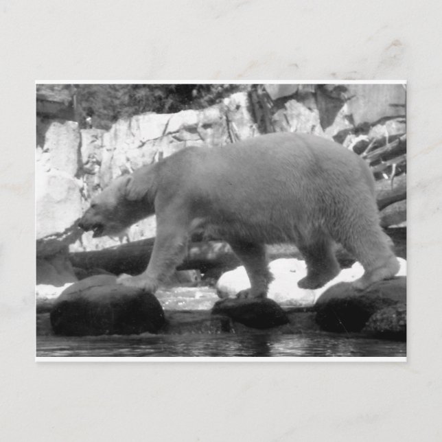 CARTE POSTALE SAUVER LES OURS POLAIRES (Devant)