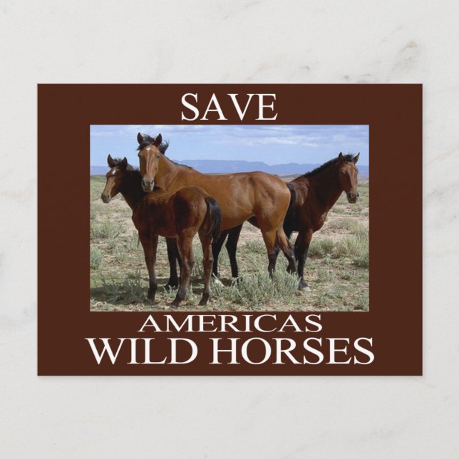 Carte Postale Sauvez les chevaux sauvages (Devant)
