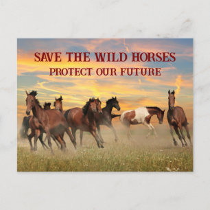 Carte Postale Sauvez Les Chevaux Sauvages