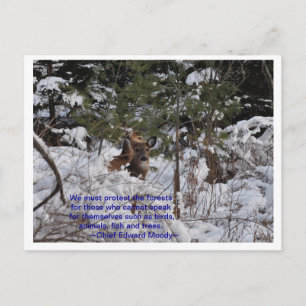 Carte Postale Sauvez Les Forêts