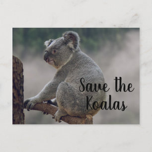 Carte Postale Sauvez les Koalas