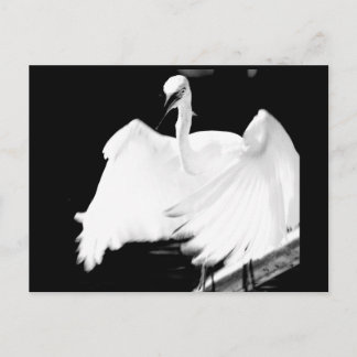 Carte Postale Sauvez les oiseaux de Floride