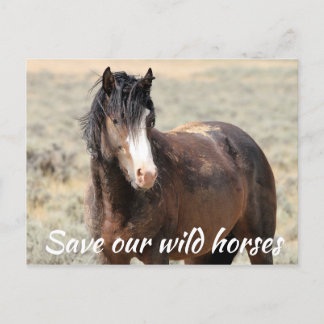 Carte Postale Sauvez nos chevaux sauvages