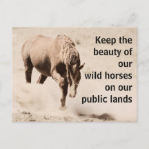 Sauvez nos chevaux sauvages