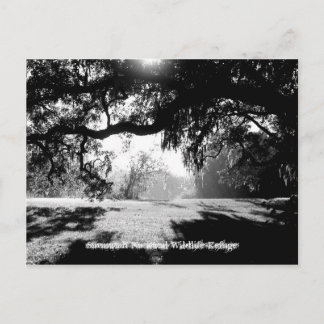 Carte Postale Savannah