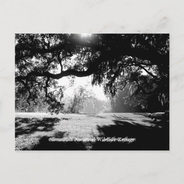 Carte Postale Savannah (Devant)