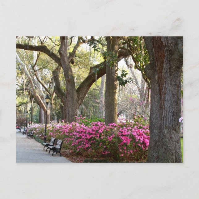 Carte Postale Savannah Géorgie au printemps Forsyth Park Azaleas (Devant)