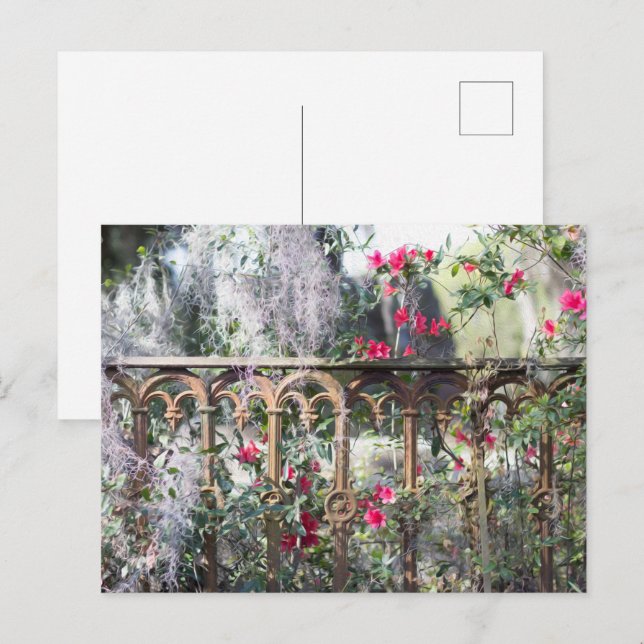 Carte postale Savannah Laurel Grove (Devant / Derrière)