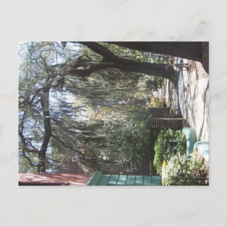 Carte Postale Savannah Moss