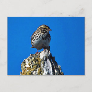 Carte Postale Savannah Sparrow