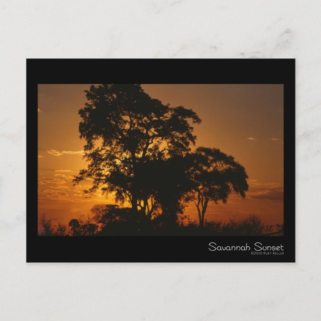 Carte postale Savannah Sunset (Devant)