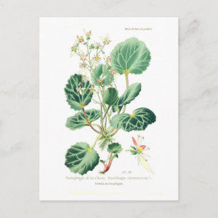 Carte Postale Saxifraga sarmentosa