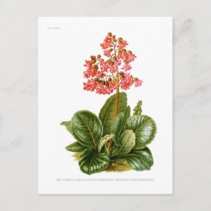 Carte Postale Saxifrage pourpre