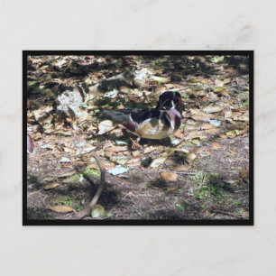 Carte postale Sc Wood Duck