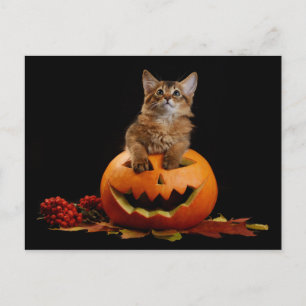 Carte Postale Scandale Halloween Citrouille Et Somalien Kitten
