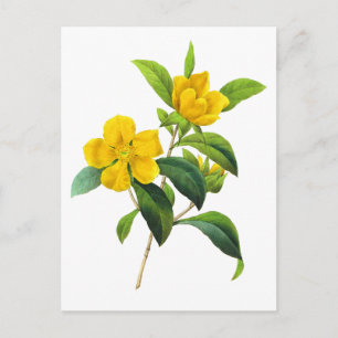 Carte Postale Scandens de DiIlinea jaune par Pierre Joseph Redou