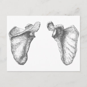 Carte Postale Scapula Grey