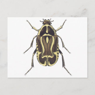 Carte Postale Scarab beetle