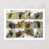 Scarab juin insecte du scarabée Big Bug