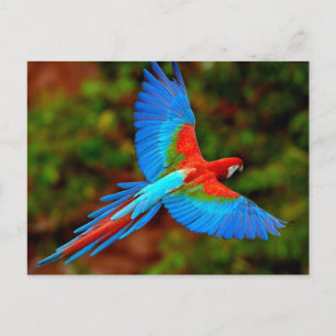 Carte Postale Scarlet coloré Macaw en vol