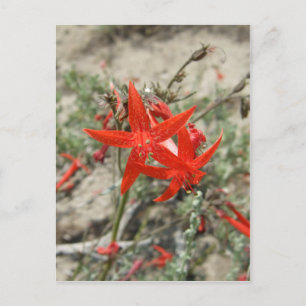 Carte Postale Scarlet Gilia