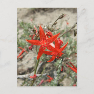 Carte Postale Scarlet Gilia