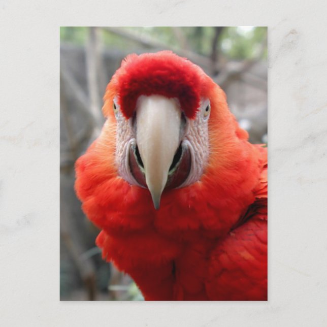 Carte Postale Scarlet Macaw (Devant)
