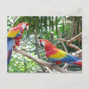 Carte Postale Scarlet Macaw