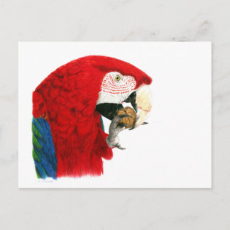 Carte postale Scarlet Macaw