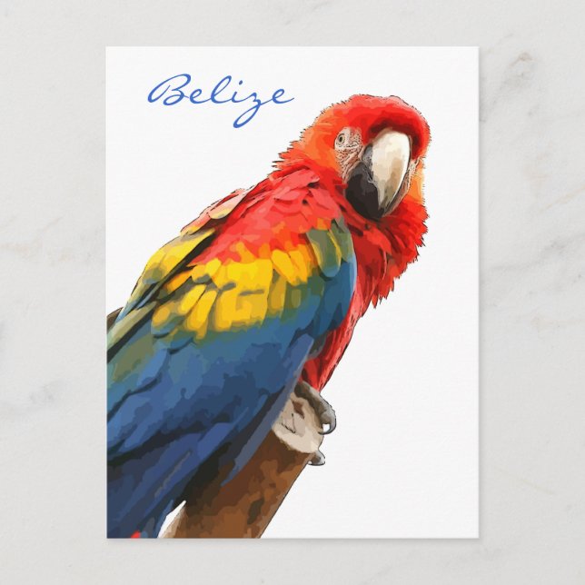 Carte postale Scarlet Macaw Belize (Devant)