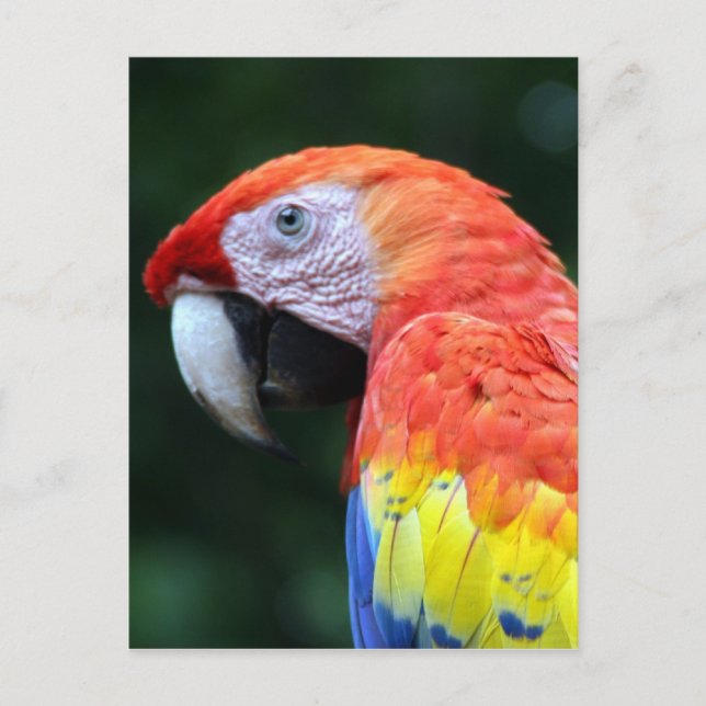 Carte Postale scarlet macaw joli (Devant)