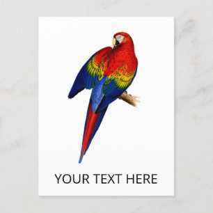 Carte Postale Scarlet Macaw Tropical Colorful Pluie Forêt Oiseau