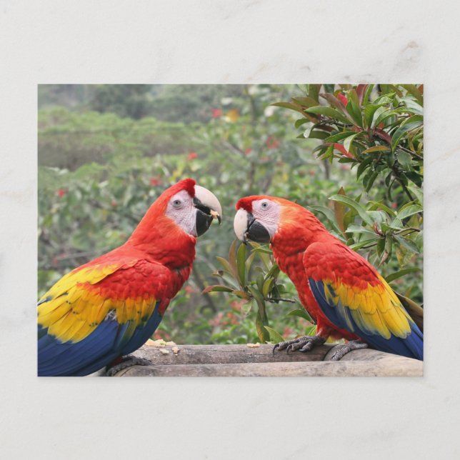 Carte Postale Scarlet Mackaws (Devant)