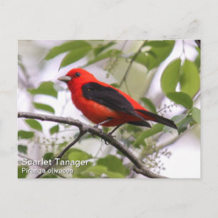 Carte Postale Scarlet Tanager