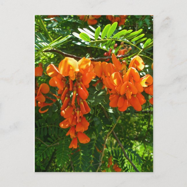 Carte Postale Scarlet Wisteria (Sesbania punicea) OBX NC Series (Devant)