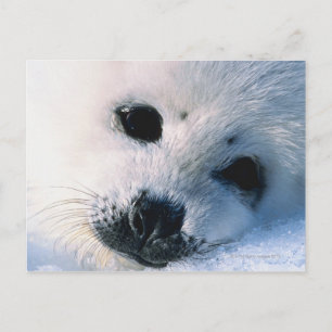 Carte Postale Sceau