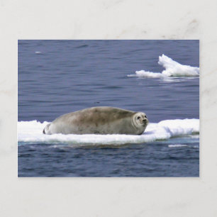 Carte Postale Sceau à oreilles