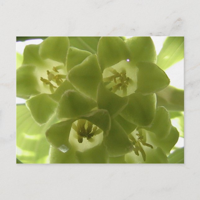 Carte Postale sceau de salomon (Devant)