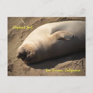 Carte Postale Sceau éléphant San Simeon, Californie