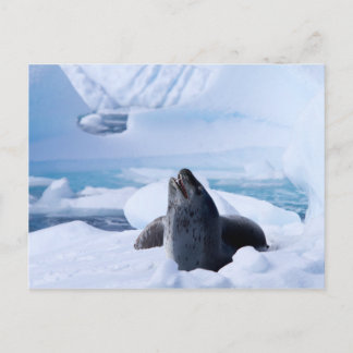 Carte Postale Sceau léopard