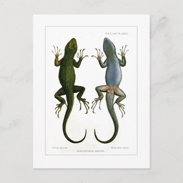 Carte Postale Sceloporus asper (Devant)