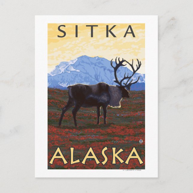 Carte Postale Scène Caribou - Sitka, Alaska (Devant)