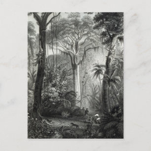 Carte Postale Scène dans une forêt brésilienne gravée par